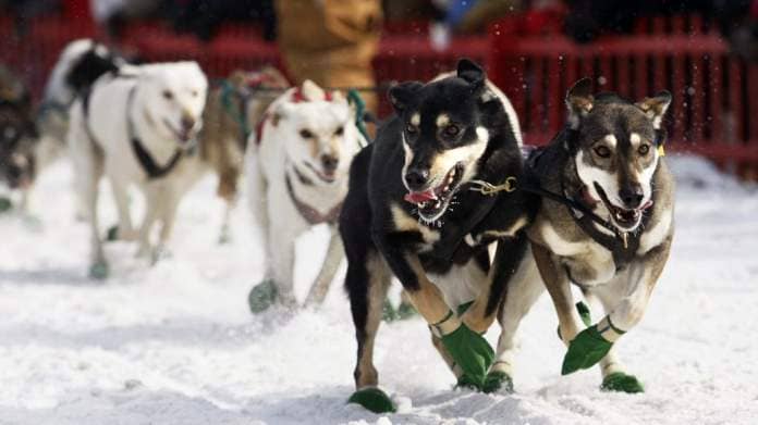 Can-Am Crown Sled Dog Races