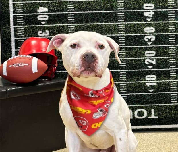 Chief was recently adopted from the Burlington County Animal Shelter on Super Bowl Sunday. (Courtesy of Burlington County)