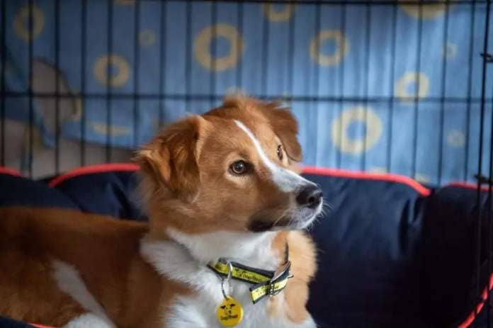 Dogs Trust Darlington has offered advice to help pets cope with the loud noises on Sunday (December 31) Credit: DOGS TRUST <i>(Image: Dogs Trust)</i>