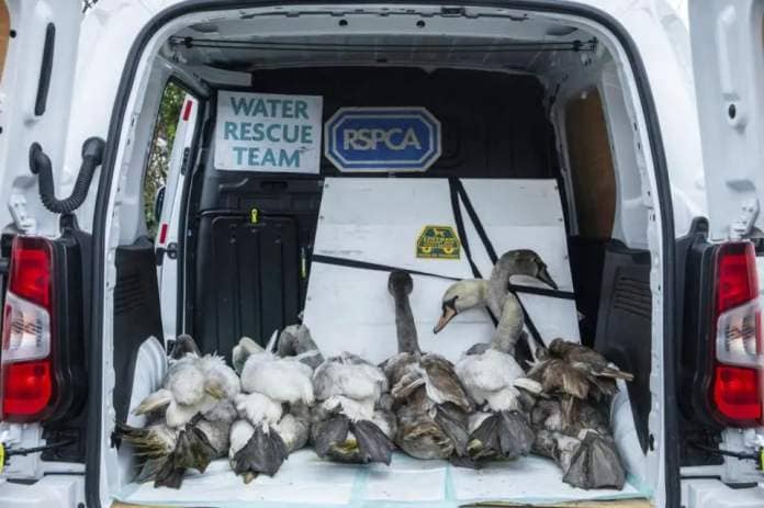 The swans were treated and released by the West Hatch team. <i>(Image: RSPCA)</i>