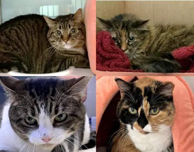 A collage of four photos of cats.