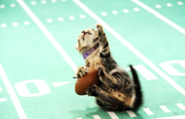 Kitten play on the football field during  Kitten Bowl V.