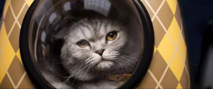 A gray Scottish Fold cat, rendered in CG, peers out from a round porthole in the front of a yellow and brown argyle-patterned hard-shelled plastic cat carrier in Argylle