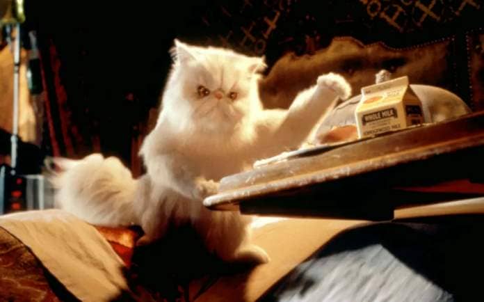 A flat-faced white Persian cat, rendered in CG, sits at a table with a nasty scowl on its face, raising a paw over a meal, in 2001’s Cats &amp; Dogs