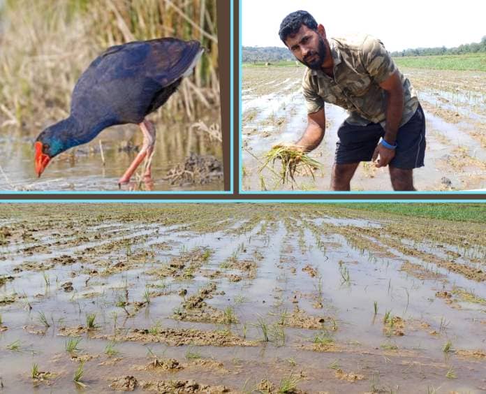 Macazana farmers in distress as migratory birds 'destroy' paddy