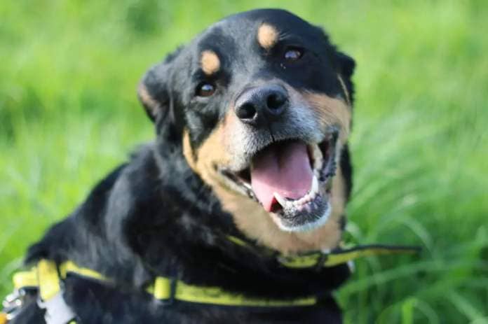 Bella is hoping to be adopted from Dogs Trust Glasgow <i>(Image: Dogs Trust)</i>
