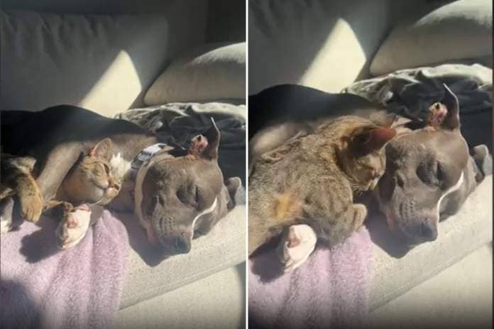 Pit bull and cat sunbathing