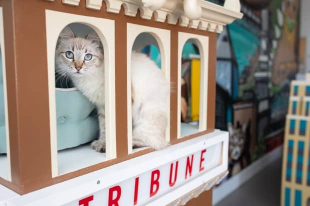 A cat hides inside a cat structure shaped like the Oakland Tribune tower at Cat Town, a cat cafe offering cat adoption and rescue services. (Courtesy Erica Danger/Cat Town)