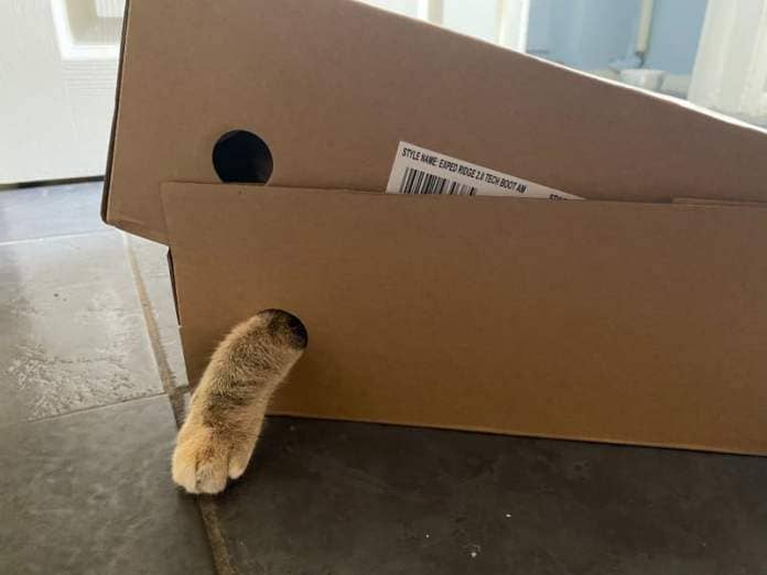 Cats like going into boxes... when it's their idea!