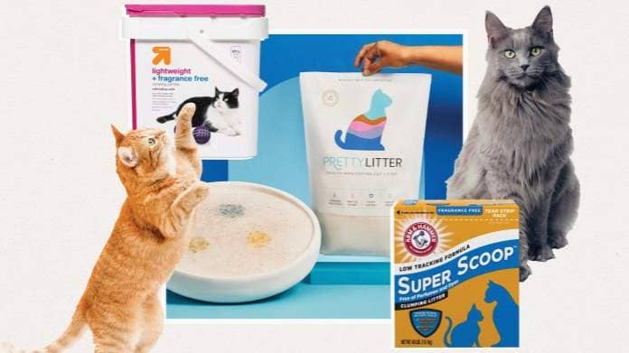 The Best Cat Litter for Odor Control