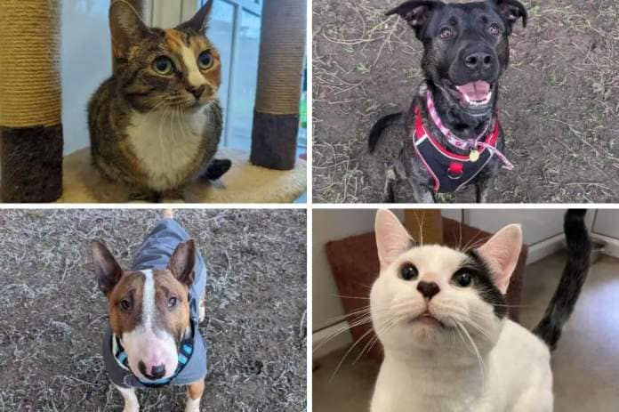 Some of the animals looking for homes at RSPCA <i>(Image: RSPCA)</i>