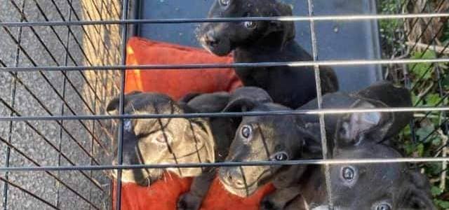 The puppies were abandoned near to Bawtry's Mayflower Animal Sanctuary.