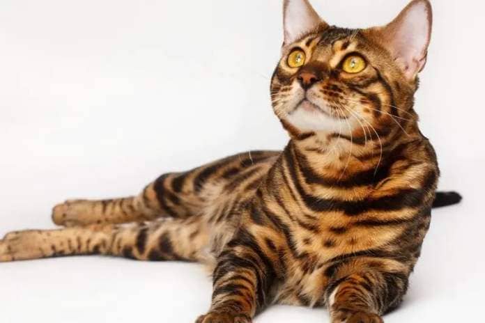 The beautiful Bengal cat breed has one of the most stunning coats in the world, however, they are known to shed far less hair than other breeds. Bengal cats tend to be medium to large in size.