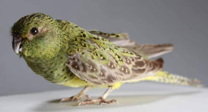 Night parrot specimen from an angle