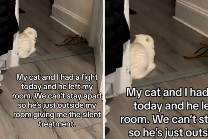 Cat giving owner silent treatment