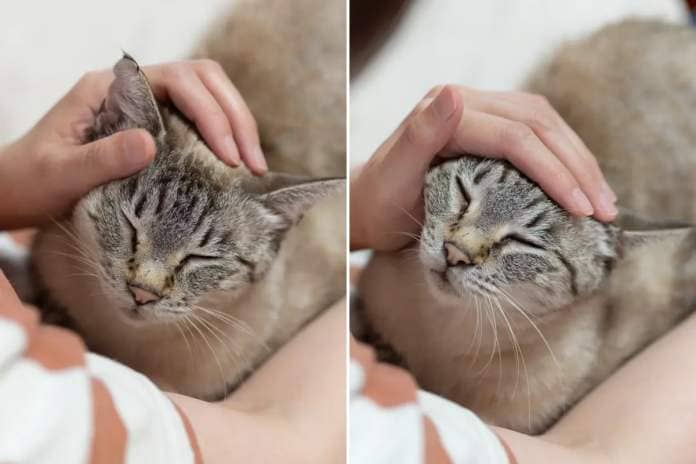 Cat petting