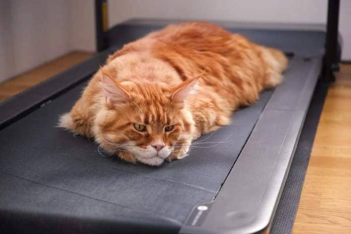 cat on treadmill goes viral
