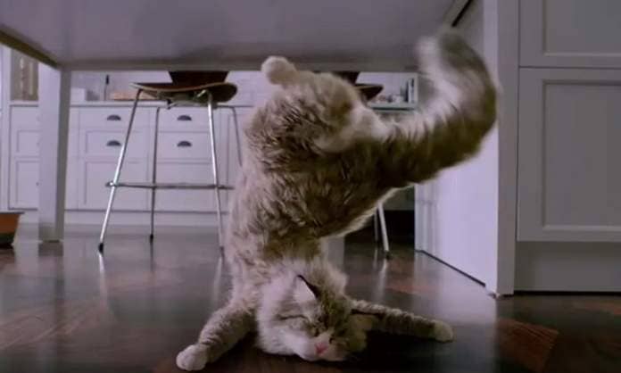 A fluffy CGI cat with a bright pink nose does a comedic faceplant with its butt up in the air in a screenshot from the Kevin Spacey movie Nine Lives