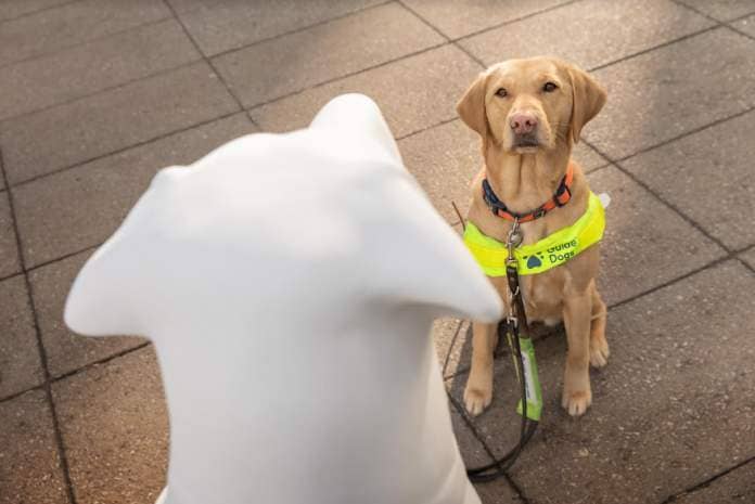 A golden labrador dog wearing a bright yellow Guide Dogs harness, sitting down looking up at a plain white dog sculpture.