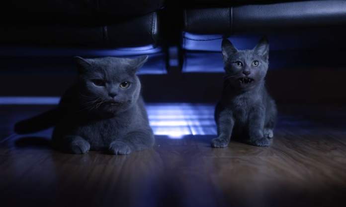 Two grey CG cats, one blobby and one with a weird hanging-open mouth, sit in a dark space in Santa Claws