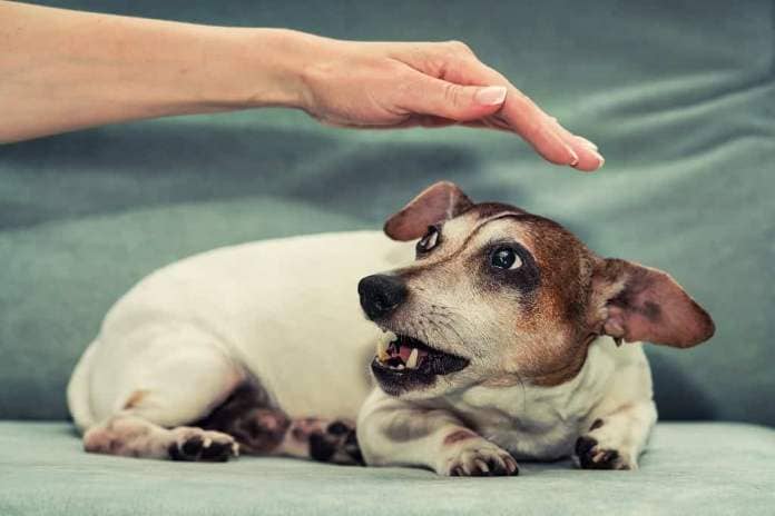 Pregnant female dog Jack Russell terrier growls to person hand. Animal instinct and behaviour.