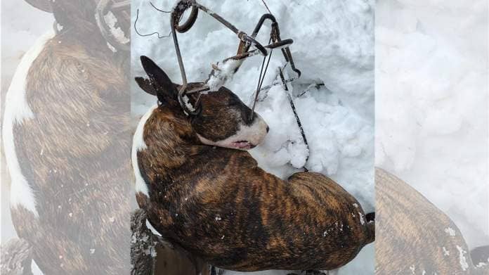 Becky Barber of Afton took this photo of her English bull terrier Jester. Jester was caught in an illegally placed beaver trap and died.