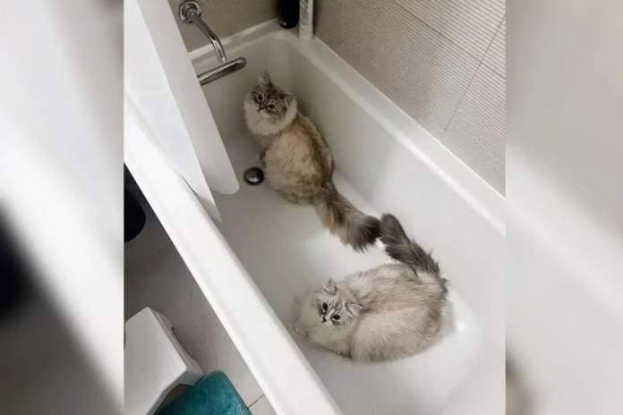 Two cats guarding shower