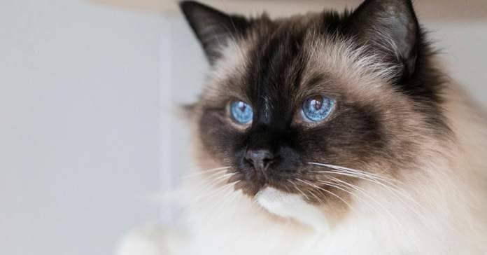A ragdoll cat with blue eyes looks into the distance to its side in a white room.