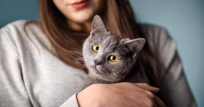 A gray cat with orange eyes cuddles into a woman's arms.