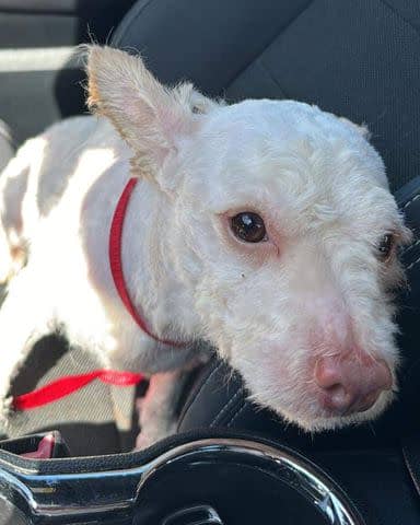 <p>Animal Angels Rescue Foundation </p> Blythe the dog after visiting the vet and having his matted coat shaved off