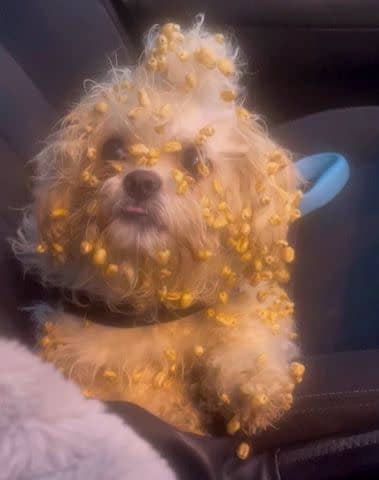 <p>Heather Hunt / SWNS</p> Crumpet the dog covered in cereal and on her way to the groomer