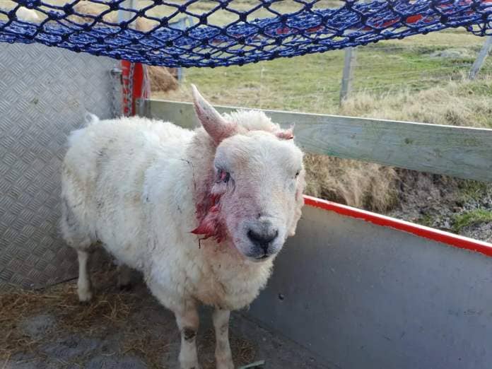 Crofter issues appeal to dog owners after ‘horrendous’ attack on sheep