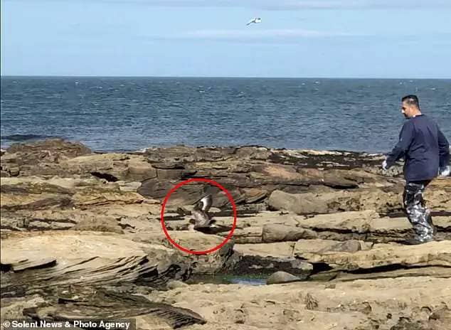 Ibrahim Alfarwi has been criticised after the video clip of him 'torturing' the sick Skua on Coquet Island off the Northumberland coast, came to light