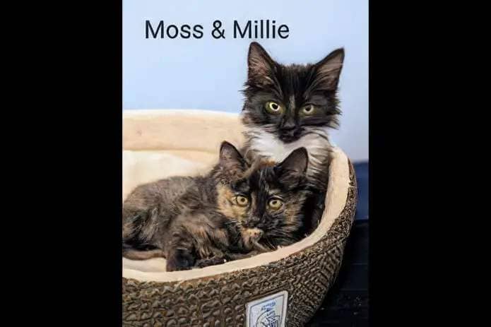 Puurrrfect Paws Rescue & Cat Cafe - Moss Maples