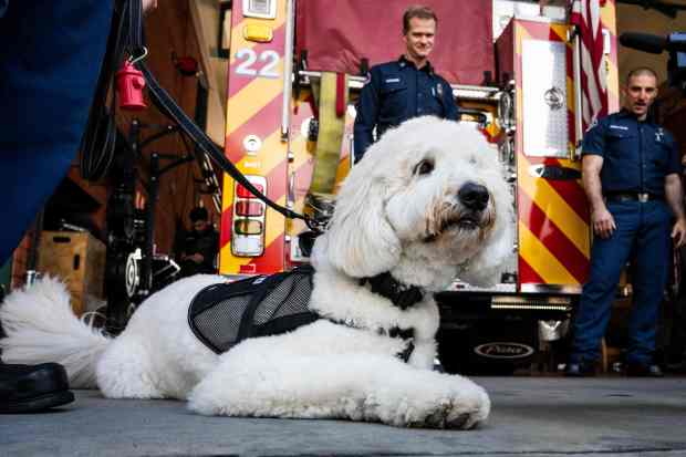 Cooper, a 2-year-old Goldendoodle, visits Glendale Fire Department’s fire station...
