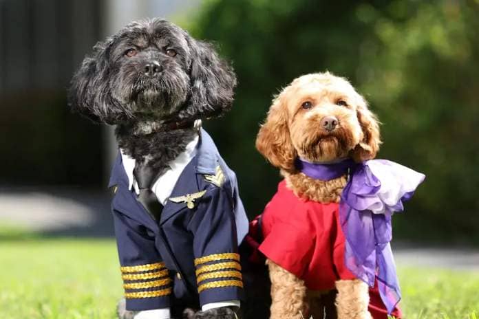 Two cavoodles wearing a pilot and air hostess costume