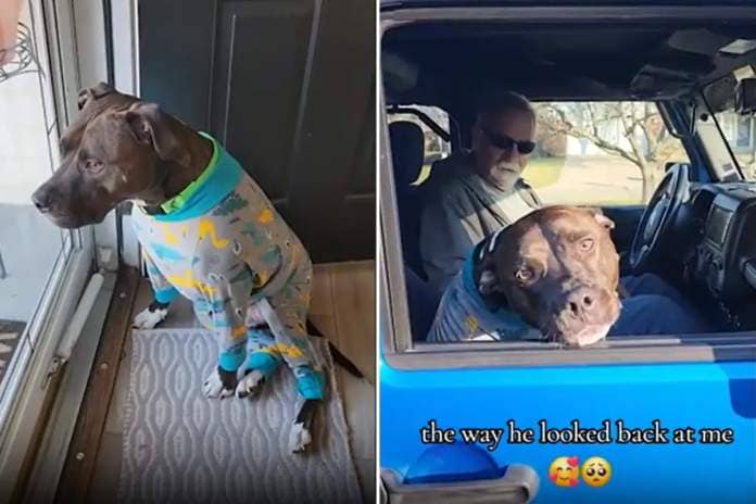 Dog shows grandad his pajamas