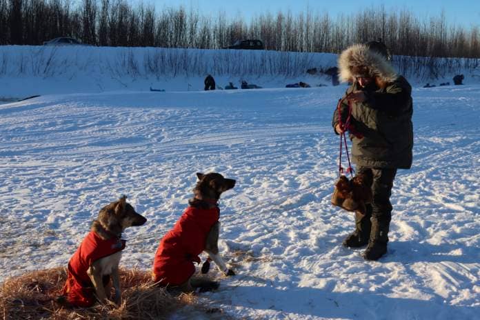 a musher untangles mittens outside as dogs look on