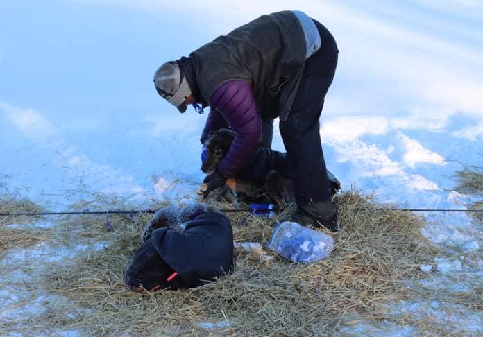 a musher puts booties on a dog outside