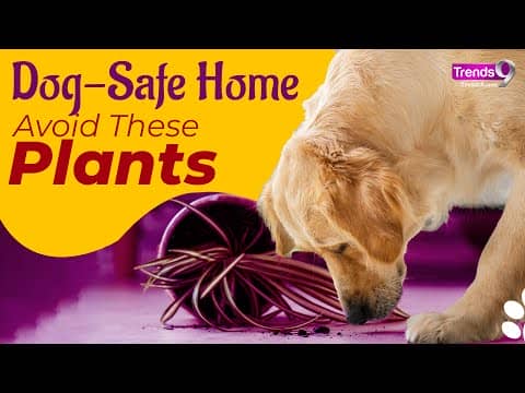 Dog Owners, Beware: 10 Common Houseplants That Are Toxic
