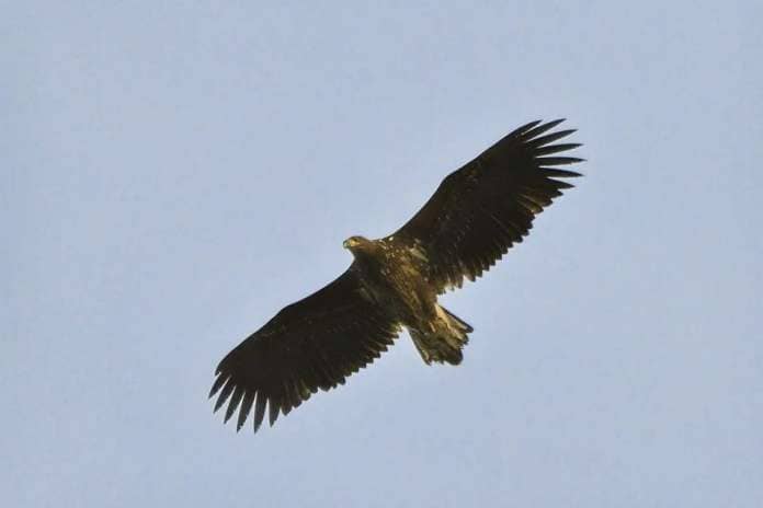 A sub adult white-tailed eagle at Shannochie. Photograph: Brian Couper.