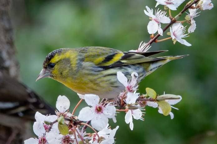 March should see increasing numbers of siskin at garden feeders around Arran. Photograph: Joan Thomson.