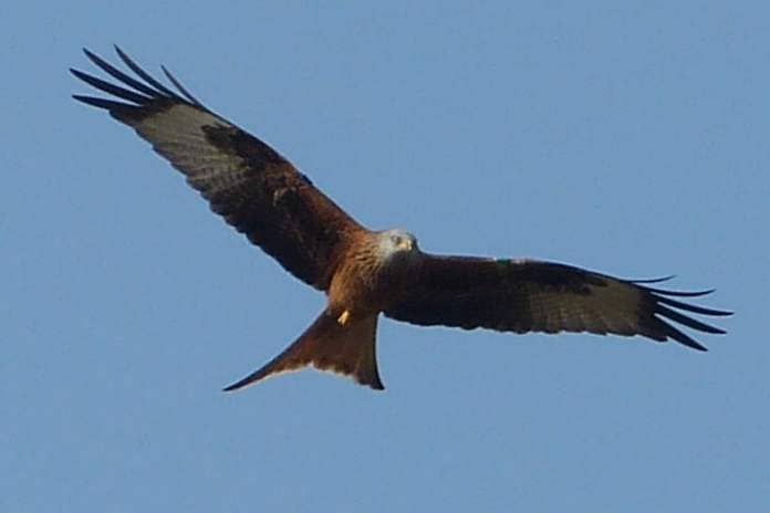 Red kite are occasional visitors to Arran. Photograph: Angela Cassels.