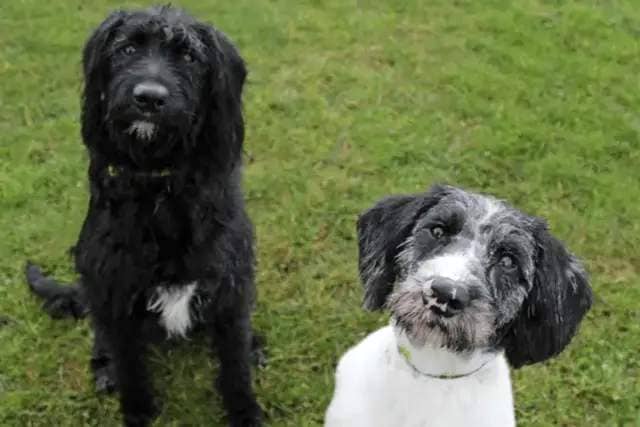 This loveable duo are going to make a great addition to an active home. They enjoy exploring out on walks together but could benefit from some loose lead work as they can be eager. Food is the way to their hearts and will help to build up a bond and with their on going training.