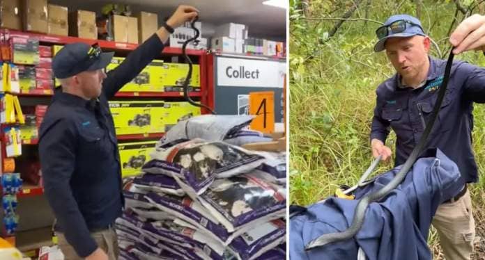 Left, Stuart McKenzie holds the snake up in the Bunnings stores. Right, he stands in bush ready to release it. 