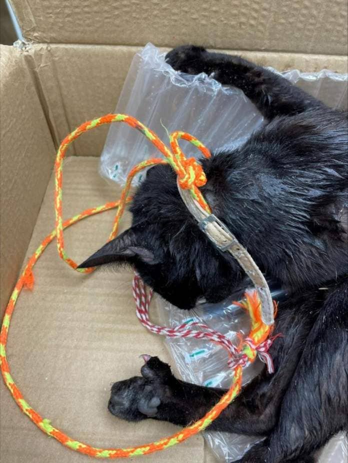 Echo: Heartbreaking - Cat found ‘hanging’ from fence panel in Basildon