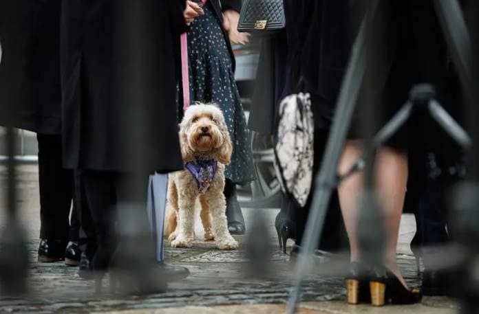 Charlie Bird 's wife Claire and their dog Tiger arriving to his service to remember the late journalist and campaigner in the Round Room at the Mansion House on Dawson Street in the city centre.
Pic:Mark Condren
14.3.2023
