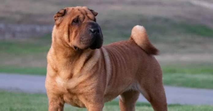 Shar-Pei dog standing on grass looking into the distance. 
