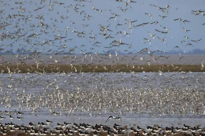Eastern Daily Press: The Snettisham Spectacular happens in late autumn or early spring