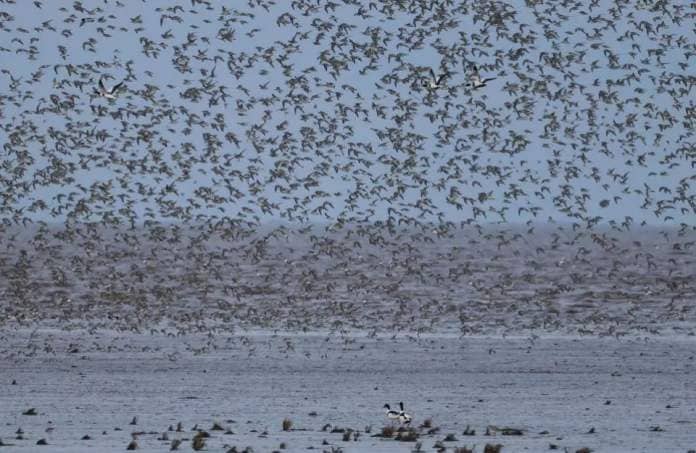 Eastern Daily Press: Thousands of birds take to the sky to escape the incoming tides
